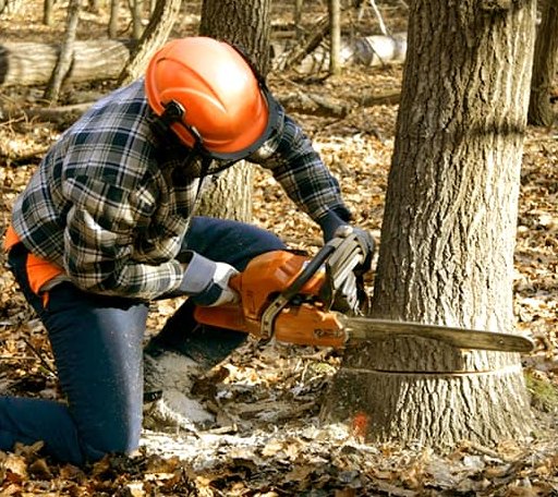 Tree Removal in Ward, SC